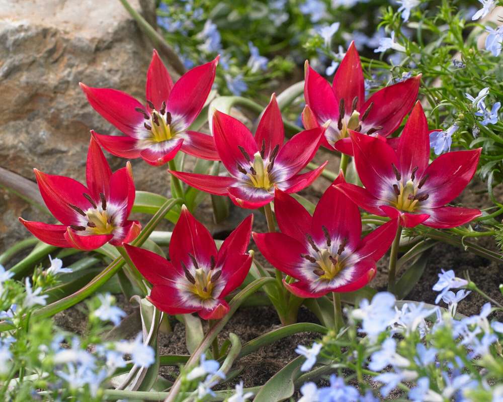 Botanisk tulpan 'Tiny Timo'